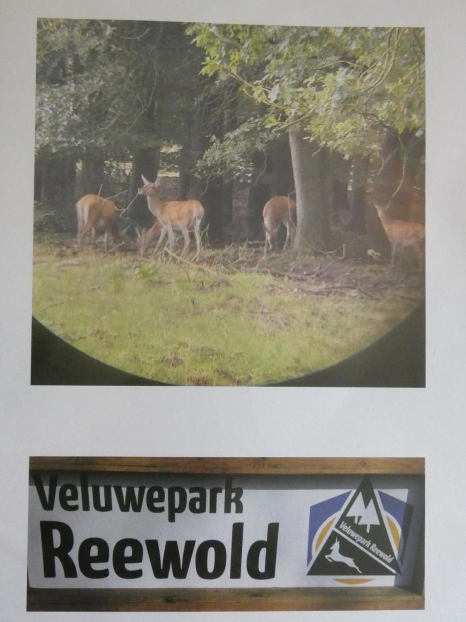 Veluwepark Reewold #Chalet Buizerd# Tussen Het Bosrijke Putten En Garderen Dış mekan fotoğraf